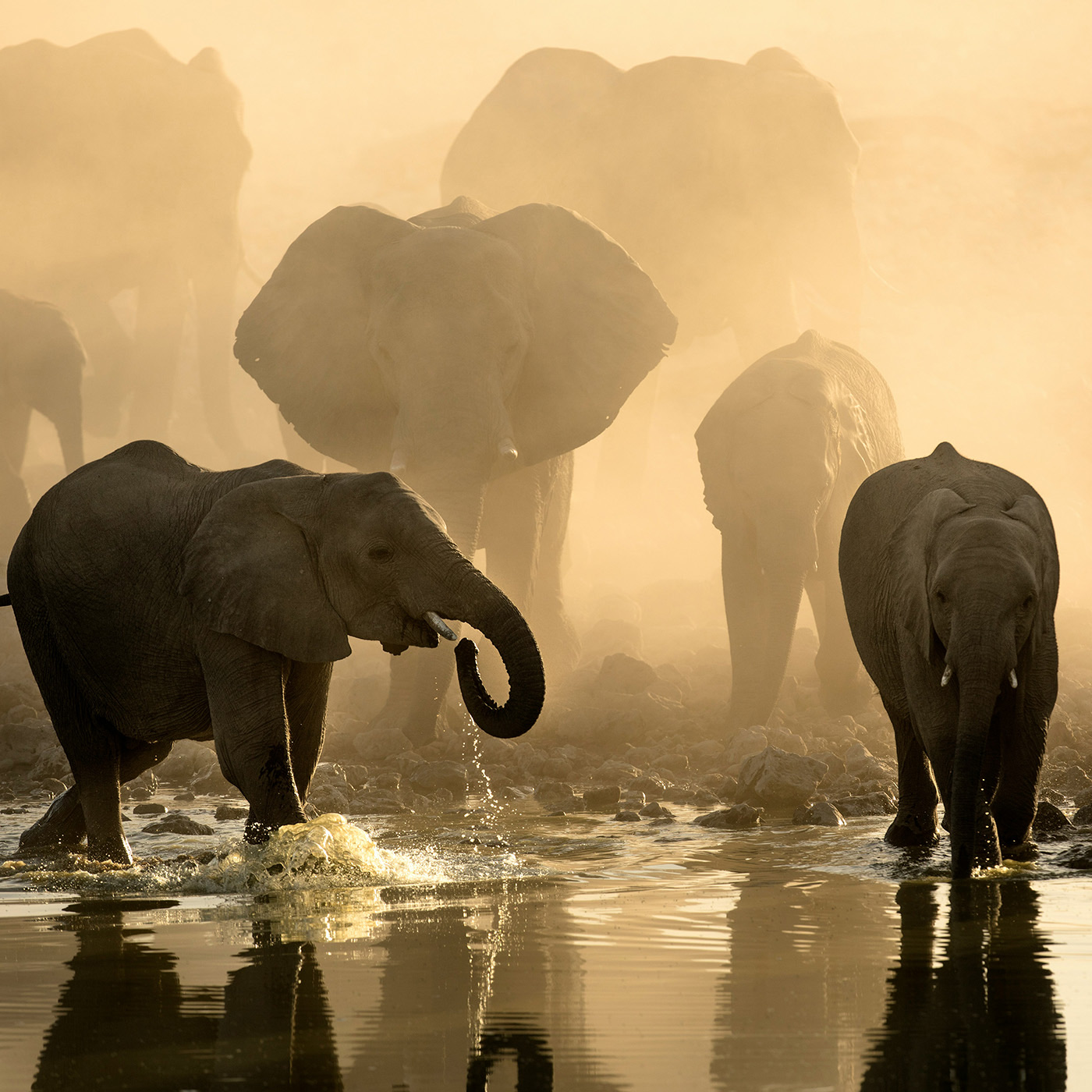 Elephants at a waterhole in the dust at first light