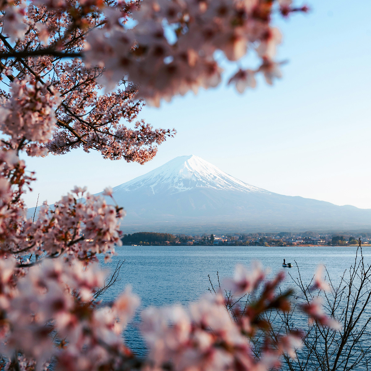 Mount Fuji seen through cherry blossom across a lake
