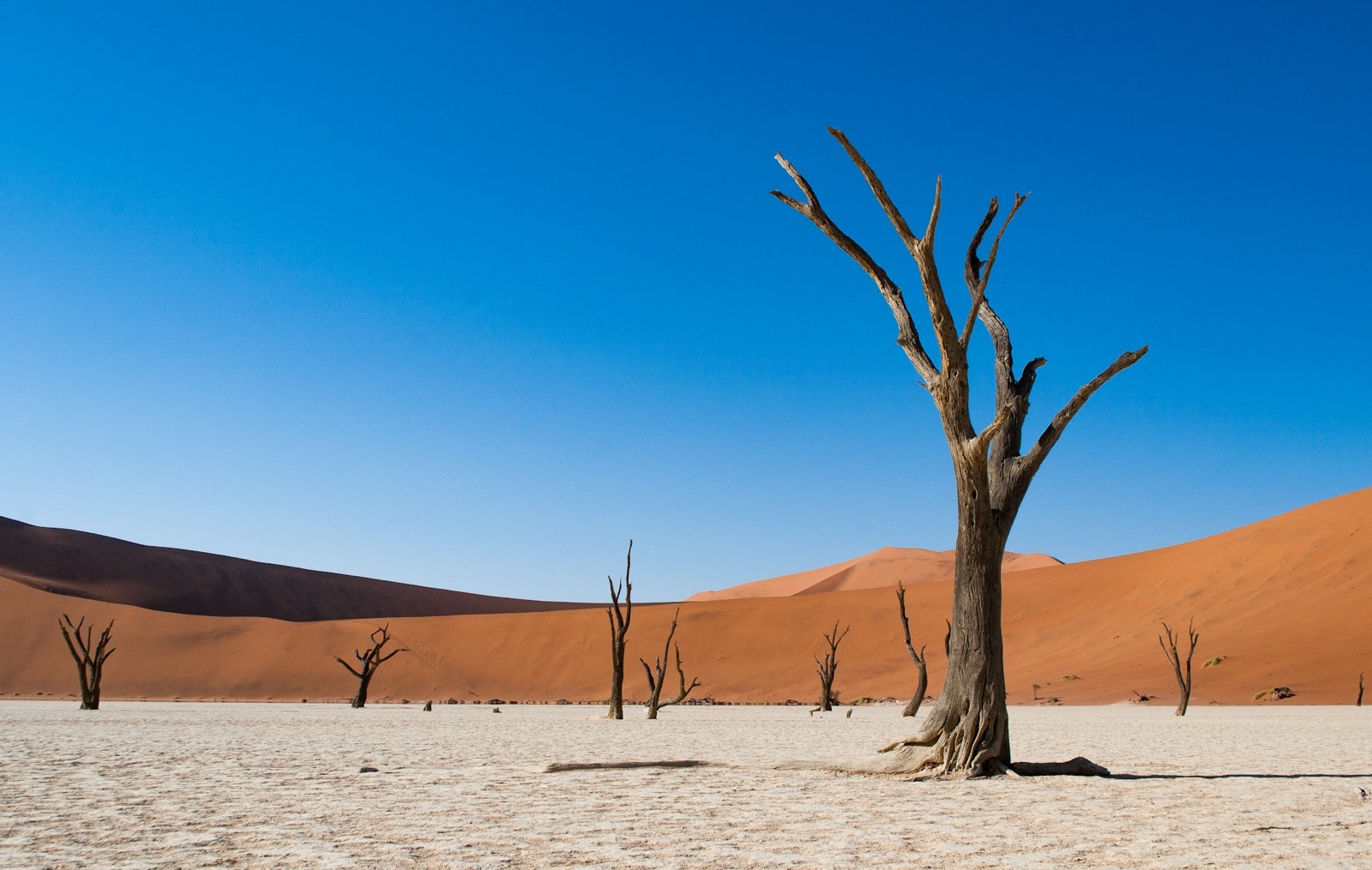 Dead camelthorn trees on the white pan at Deadvlei, orange dunes behind