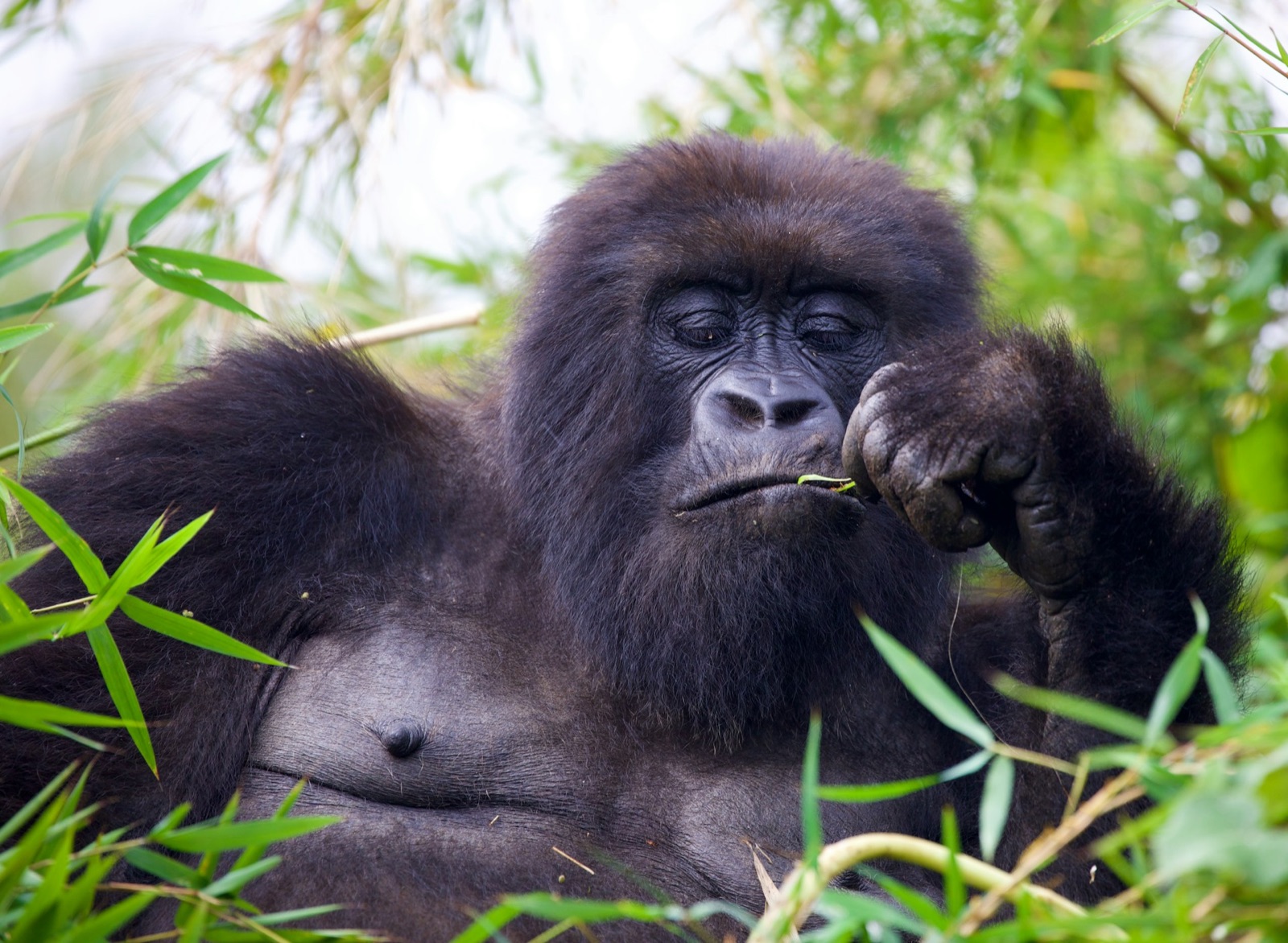 A mountain gorilla resting in bamboo forest