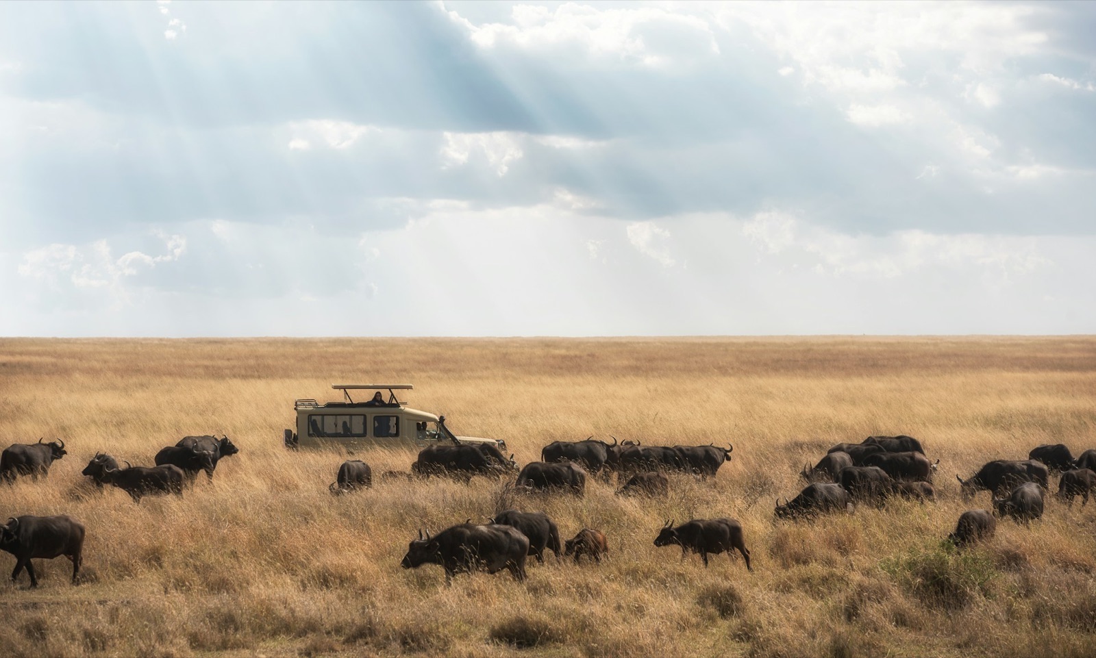 One vehicle among a buffalo herd on the open Serengeti plains