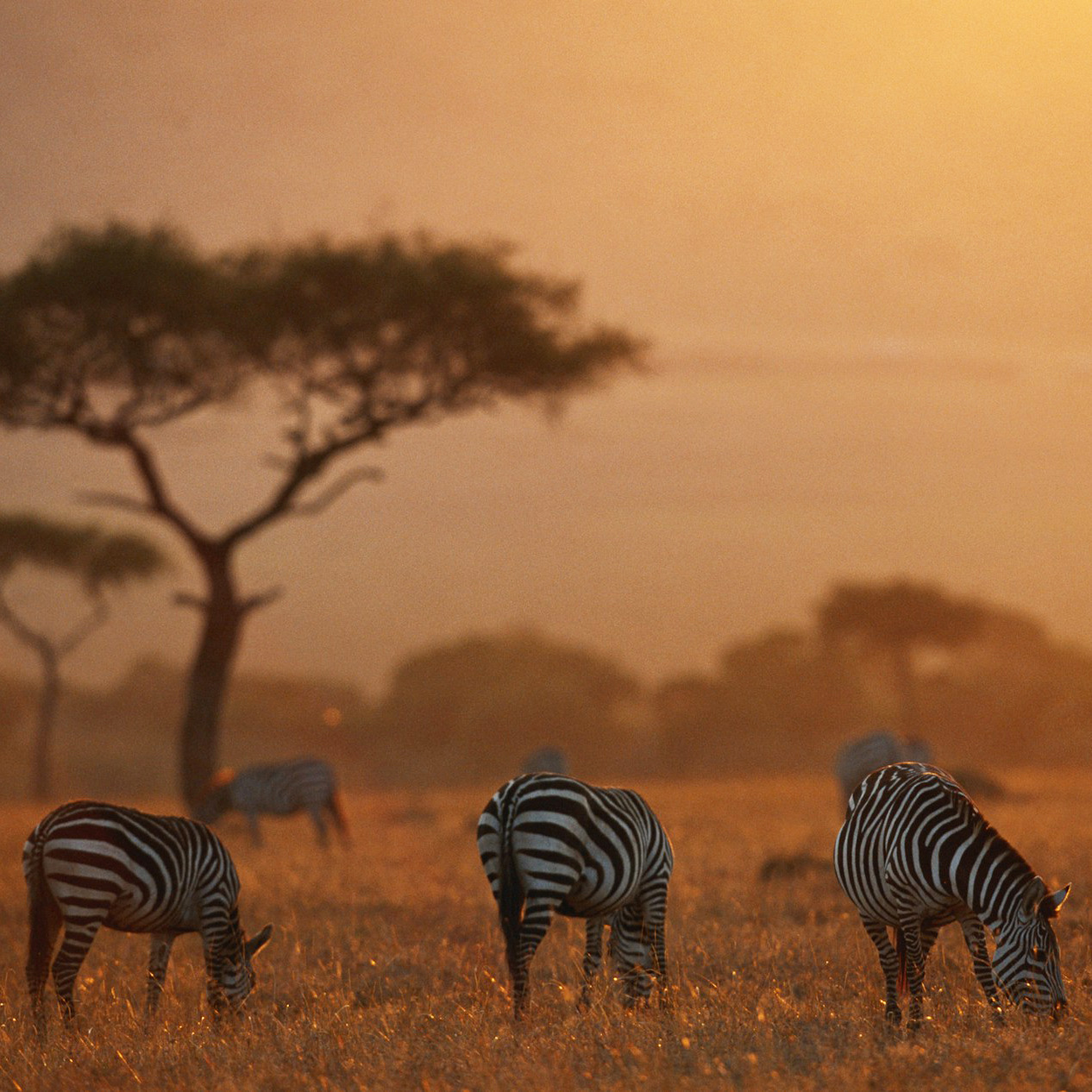 Zebra grazing on open grassland in the haze at sunrise