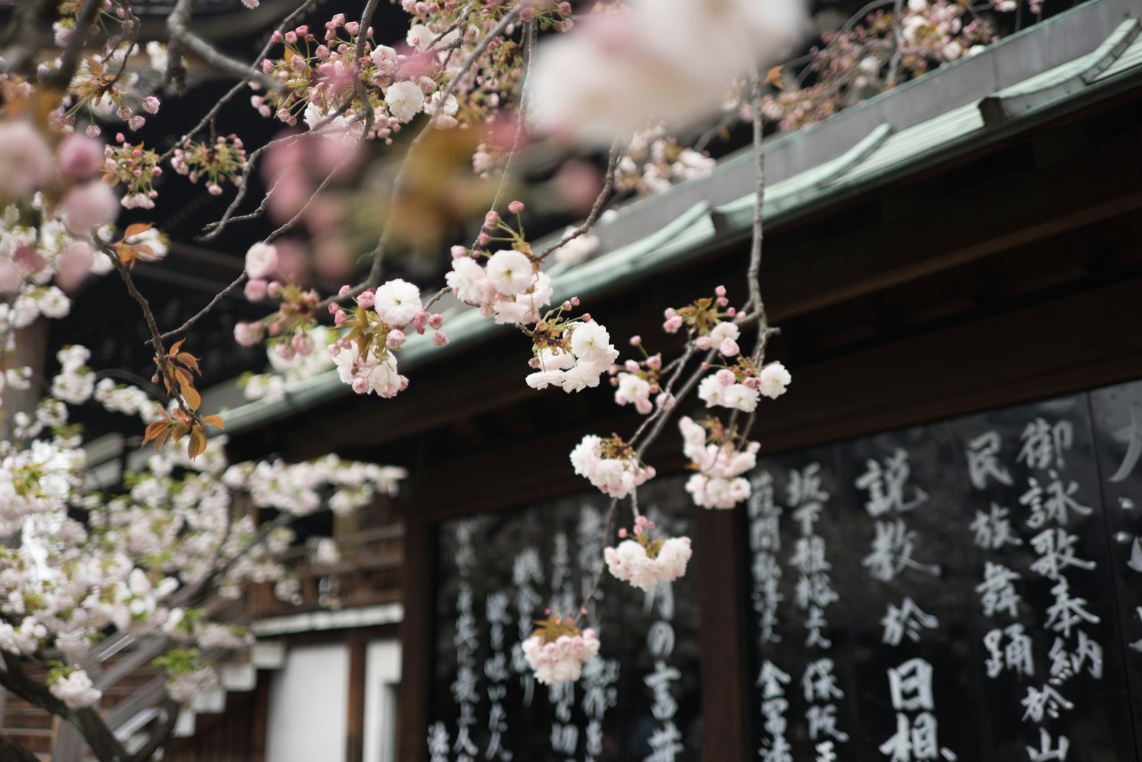 Cherry blossom in front of a temple roofline in Japan