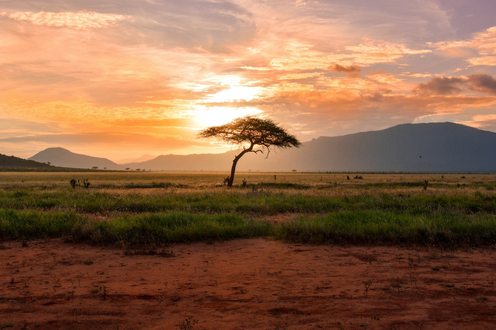 A lone acacia on open savanna at sunrise, hills behind